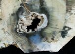Araucaria Petrified Wood Slab - x #6781-1